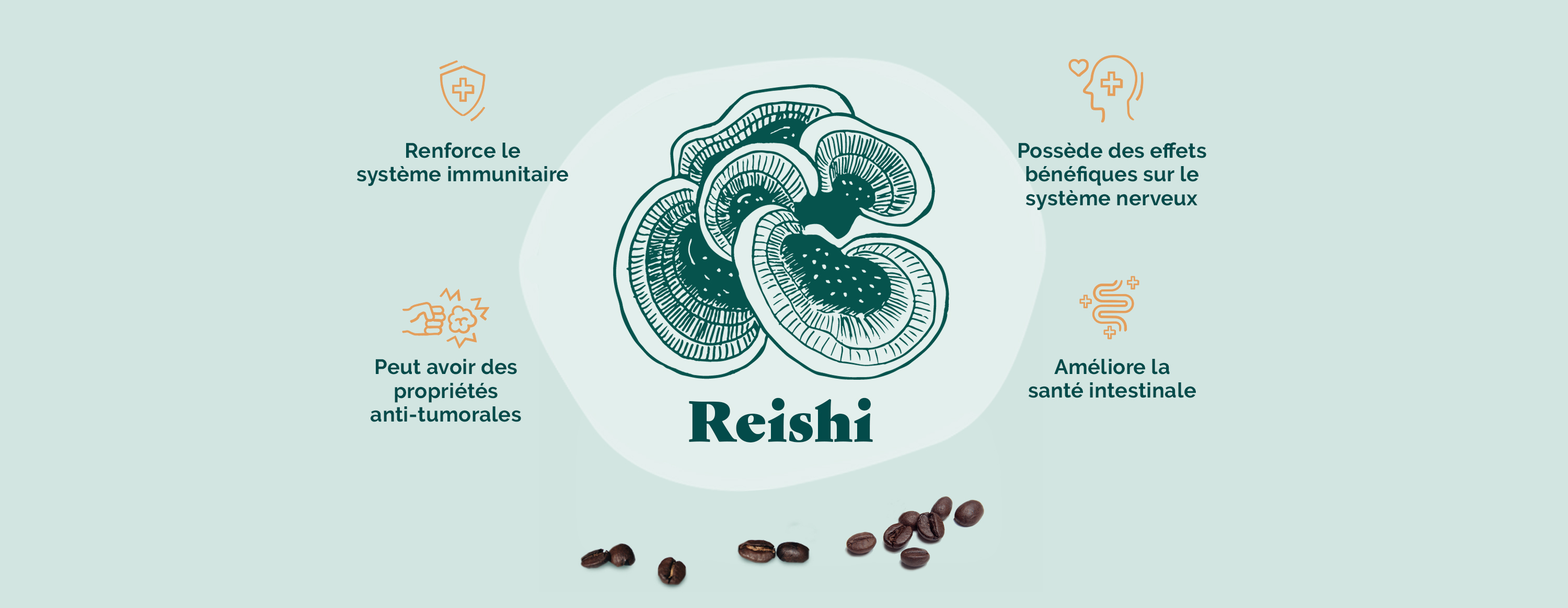 Qu’est-ce que le Reishi ?