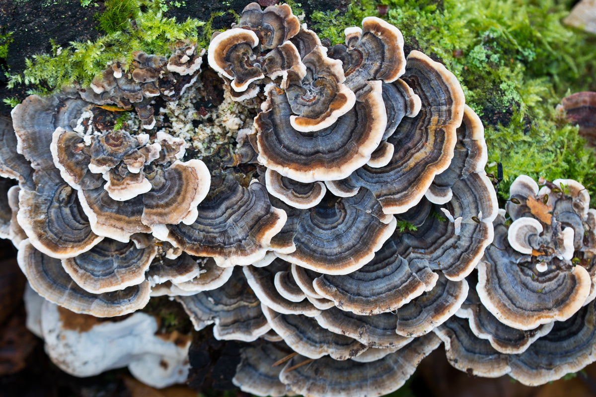 Turkey Tail ou Queue de dinde, ce champignon aux super pouvoirs