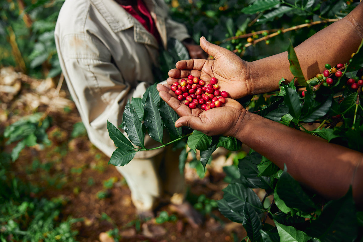 Discovering Arabica and Robusta