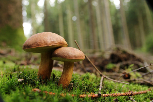 How do woodland mushrooms grow?